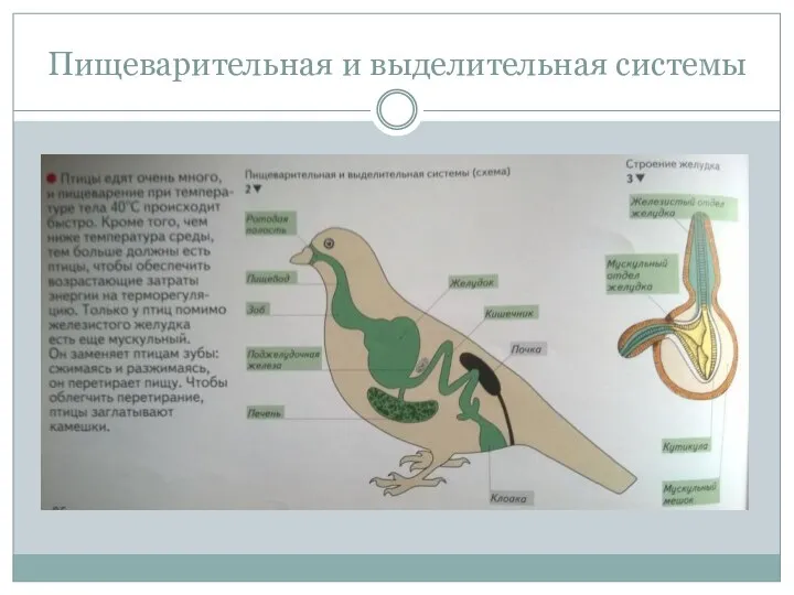 Пищеварительная и выделительная системы