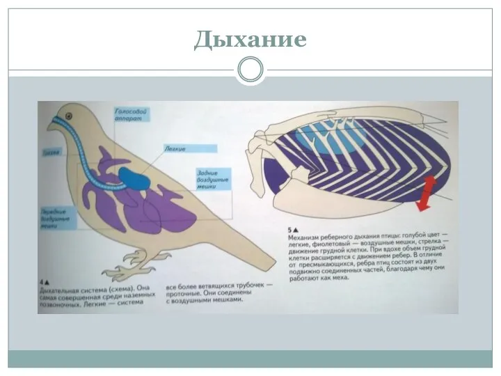 Дыхание