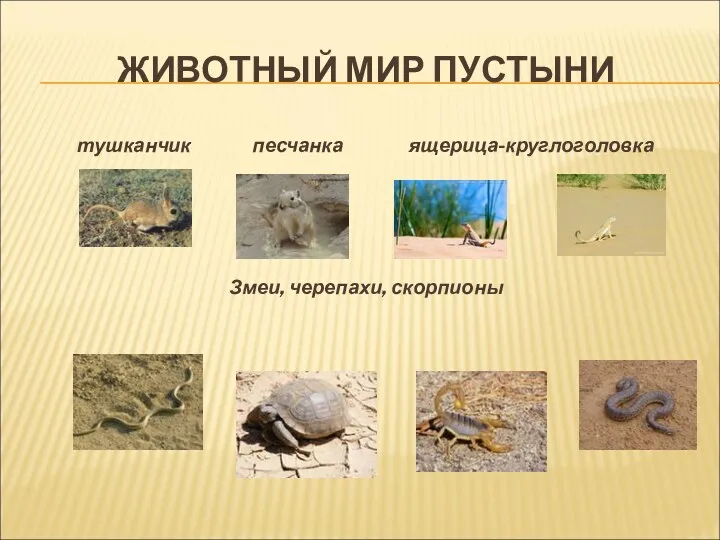 ЖИВОТНЫЙ МИР ПУСТЫНИ тушканчик песчанка ящерица-круглоголовка Змеи, черепахи, скорпионы