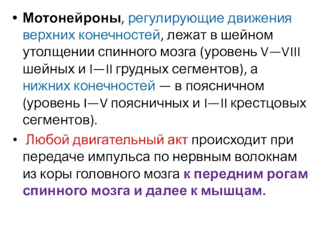 Мотонейроны, регулирующие движения верхних конечностей, лежат в шейном утолщении спинного