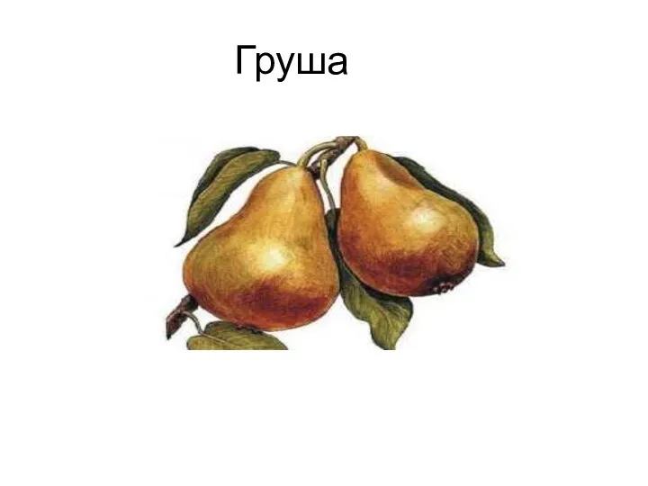 Груша