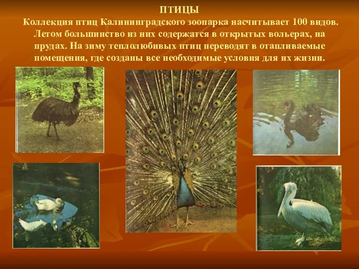 ПТИЦЫ Коллекция птиц Калининградского зоопарка насчитывает 100 видов. Летом большинство из них содержатся