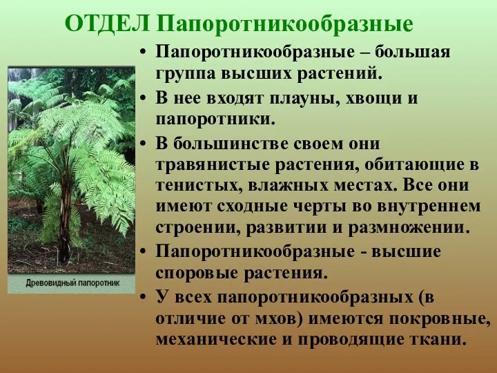 ОТДЕЛ Папоротникообразные Папоротникообразные – большая группа высших растений. В нее входят плауны, хвощи