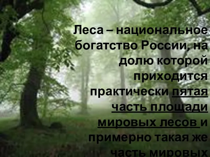 Леса – национальное богатство России, на долю которой приходится практически