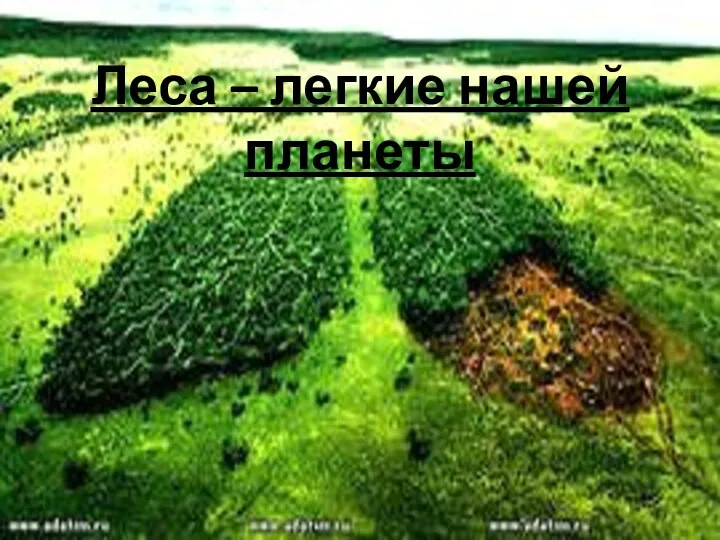 Леса – легкие нашей планеты