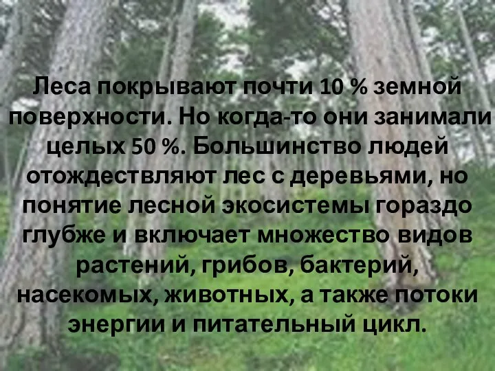 Леса покрывают почти 10 % земной поверхности. Но когда-то они