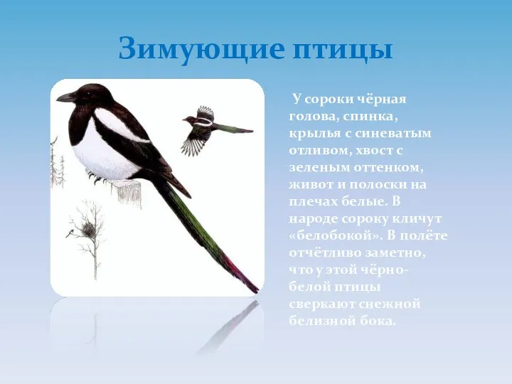 Зимующие птицы У сороки чёрная голова, спинка, крылья с синеватым отливом, хвост с