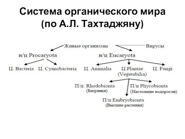 Система органического мира (по А.Л. Тахтаджяну)