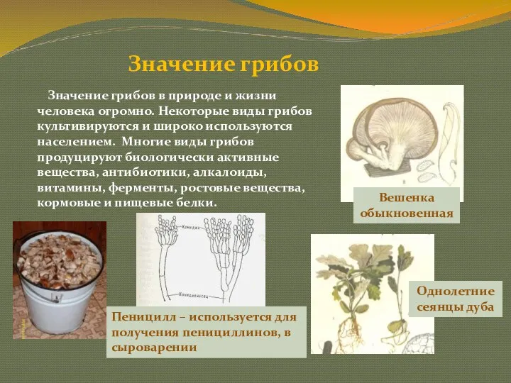 Значение грибов Значение грибов в природе и жизни человека огромно.