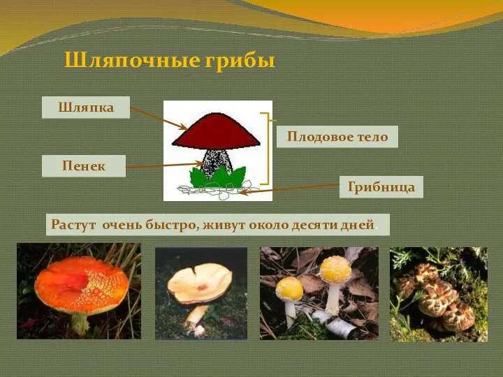 Шляпочные грибы Плодовое тело Шляпка Пенек Грибница Растут очень быстро, живут около десяти дней.