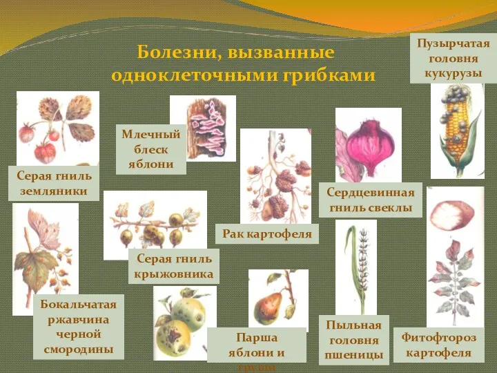 Болезни, вызванные одноклеточными грибками Серая гниль земляники Серая гниль крыжовника