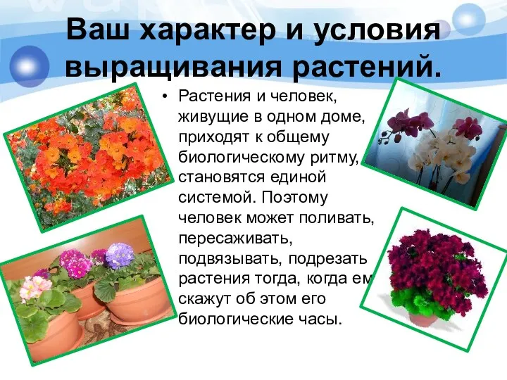 Ваш характер и условия выращивания растений. Растения и человек, живущие в одном доме,