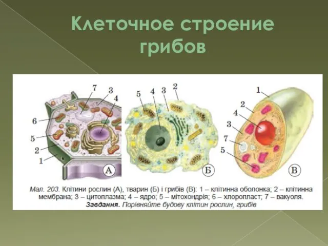 Клеточное строение грибов