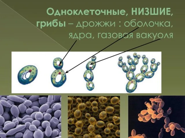 Одноклеточные, НИЗШИЕ, грибы – дрожжи : оболочка, ядра, газовая вакуоля