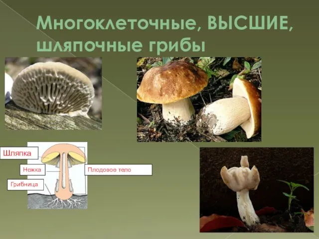 Многоклеточные, ВЫСШИЕ, шляпочные грибы Ножка Шляпка Плодовое тело Грибница