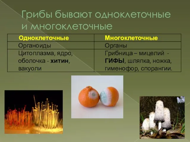 Грибы бывают одноклеточные и многоклеточные