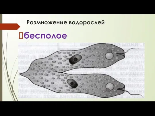 Размножение водорослей бесполое