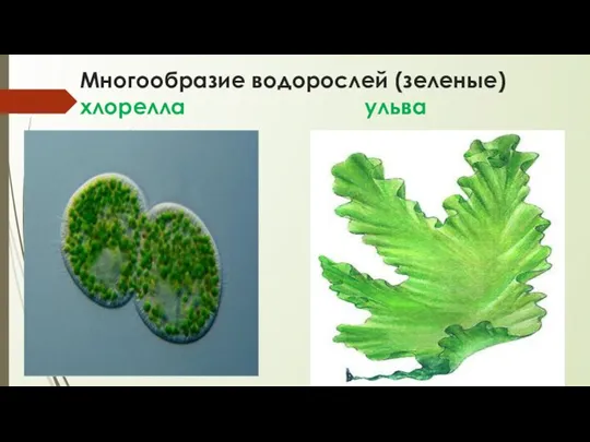 Многообразие водорослей (зеленые) хлорелла ульва
