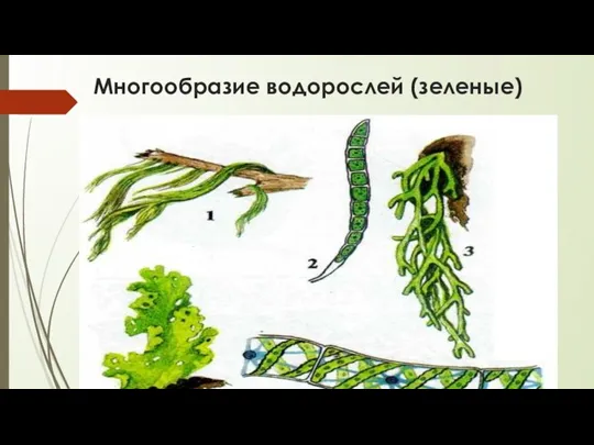 Многообразие водорослей (зеленые) Зеленые