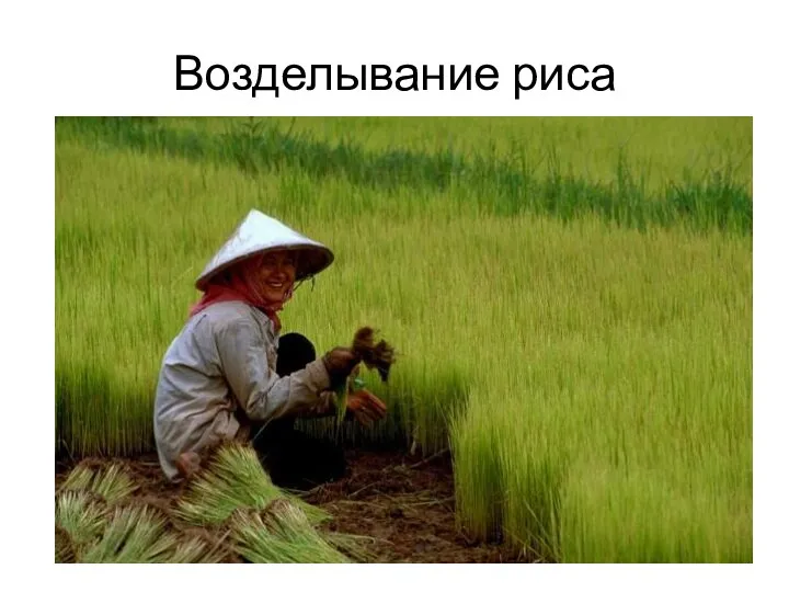 Возделывание риса