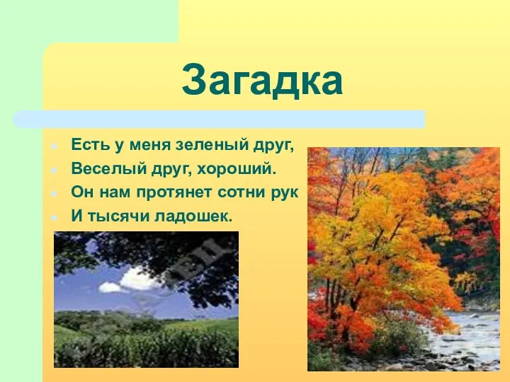 Загадка Есть у меня зеленый друг, Веселый друг, хороший. Он нам протянет сотни