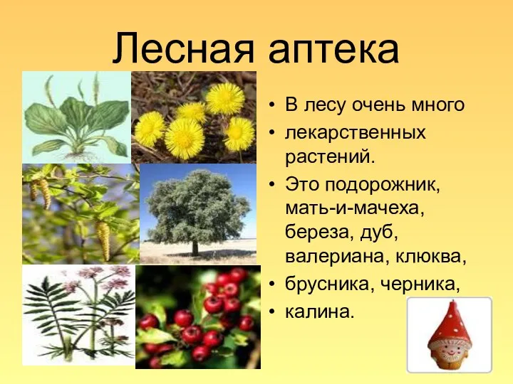 Лесная аптека В лесу очень много лекарственных растений. Это подорожник, мать-и-мачеха, береза, дуб,