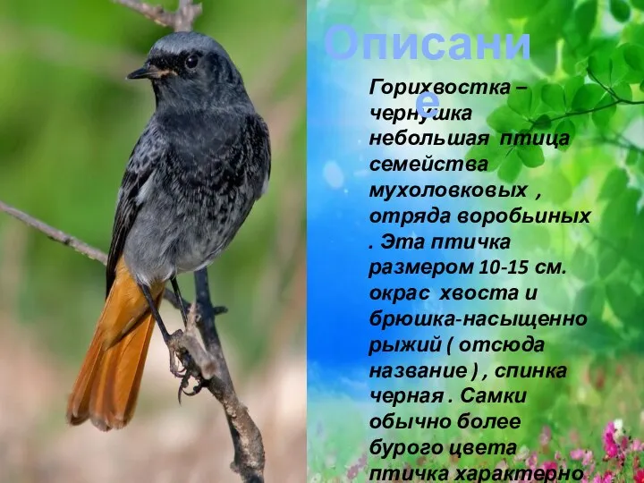 Горихвостка – чернушка небольшая птица семейства мухоловковых , отряда воробьиных