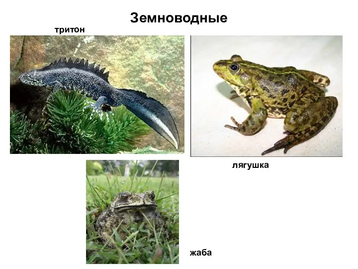 Земноводные тритон лягушка жаба