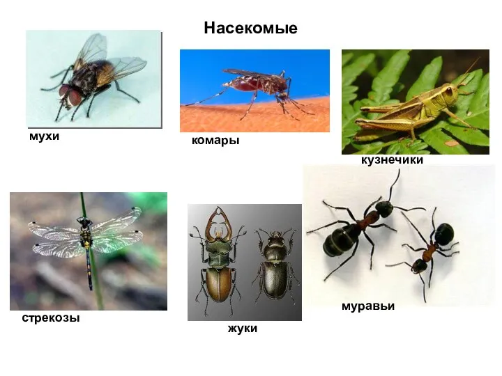 Насекомые муравьи мухи комары кузнечики стрекозы жуки