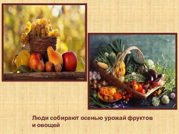 Люди собирают осенью урожай фруктов и овощей