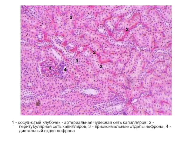 1 - сосудистый клубочек - артериальная чудесная сеть капилляров, 2