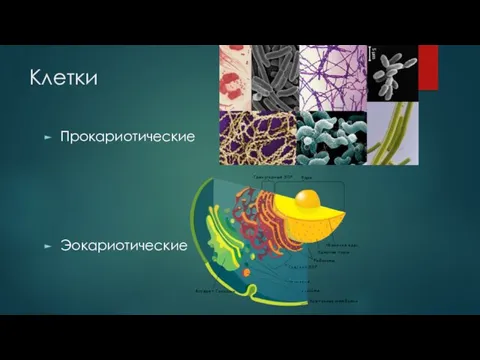 Клетки Прокариотические Эокариотические