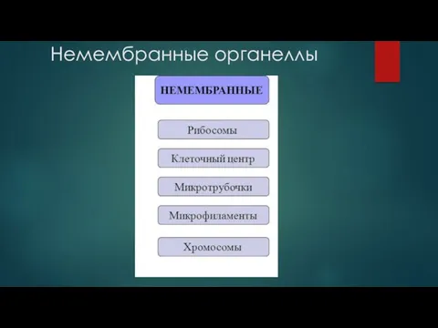 Немембранные органеллы