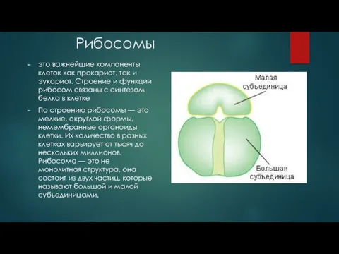 Рибосомы это важнейшие компоненты клеток как прокариот, так и эукариот.