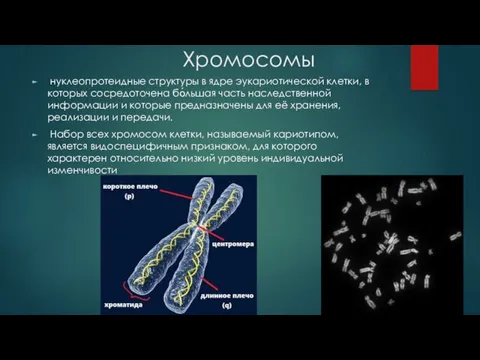 Хромосомы нуклеопротеидные структуры в ядре эукариотической клетки, в которых сосредоточена