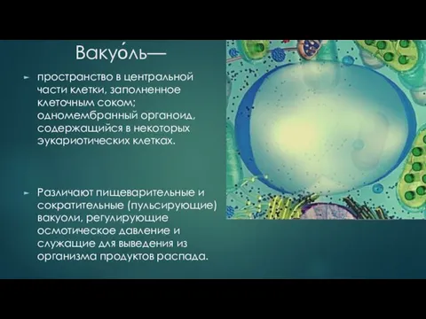 Вакуо́ль— пространство в центральной части клетки, заполненное клеточным соком; одномембранный