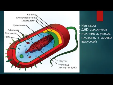 Нет ядра ДНК- замкнутая наличие жгутиков, плазмид и газовых вакуолей