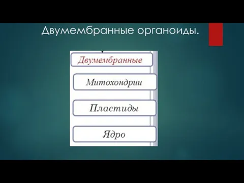 Двумембранные органоиды.