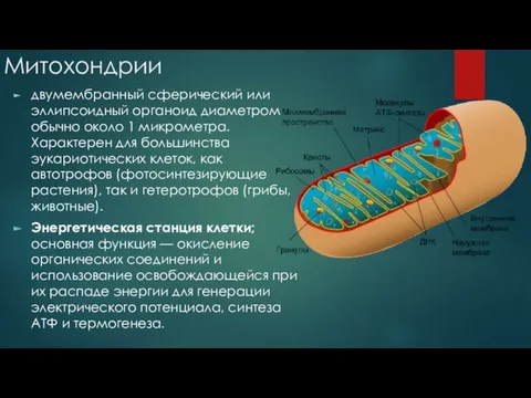 Митохондрии двумембранный сферический или эллипсоидный органоид диаметром обычно около 1