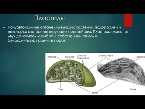 Пластиды Полуавтономные органеллы высших растений, водорослей и некоторых фотосинтезирующих простейших.