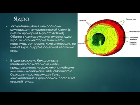 Ядро окружённый двумя мембранами компартмент эукариотической клетки (в клетках прокариот