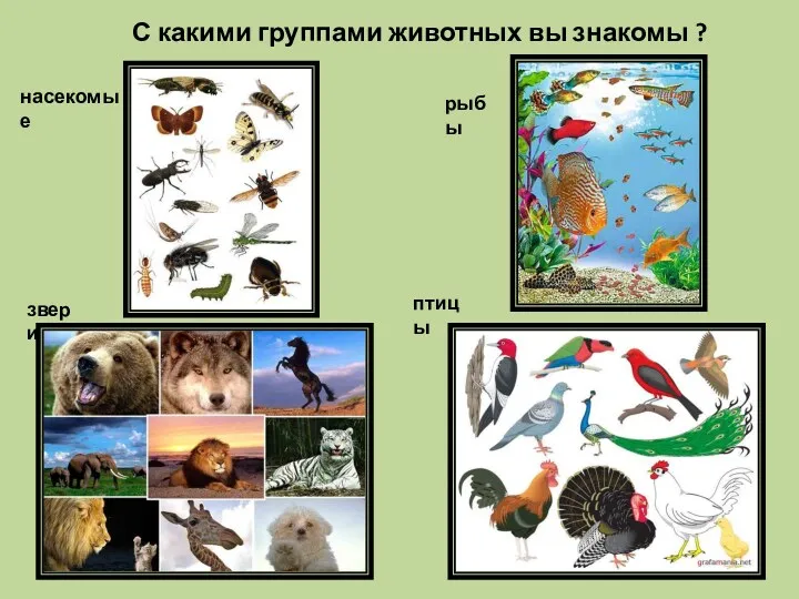 С какими группами животных вы знакомы ? рыбы насекомые птицы звери