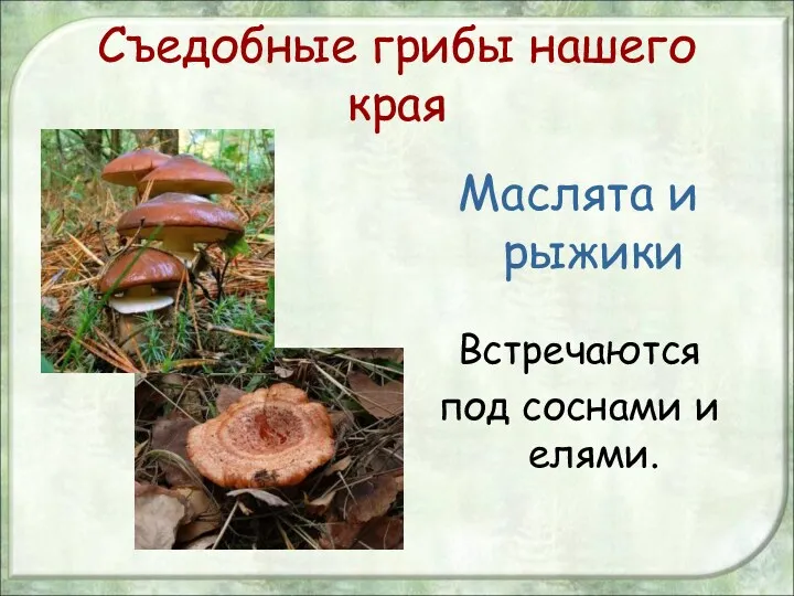 Съедобные грибы нашего края Маслята и рыжики Встречаются под соснами и елями.