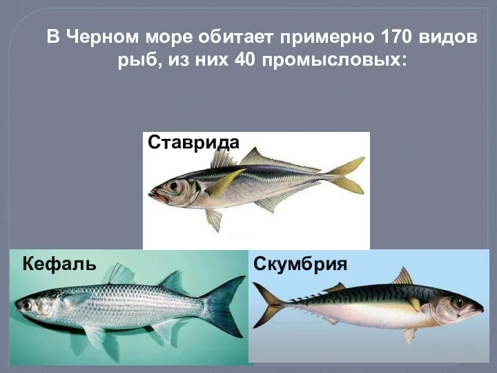 Кефаль Скумбрия В Черном море обитает примерно 170 видов рыб, из них 40 промысловых: Ставрида