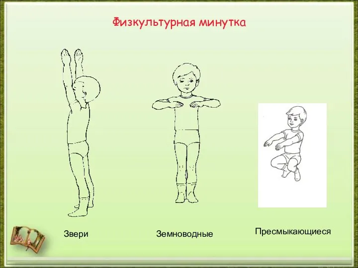 Физкультурная минутка Звери Земноводные Пресмыкающиеся