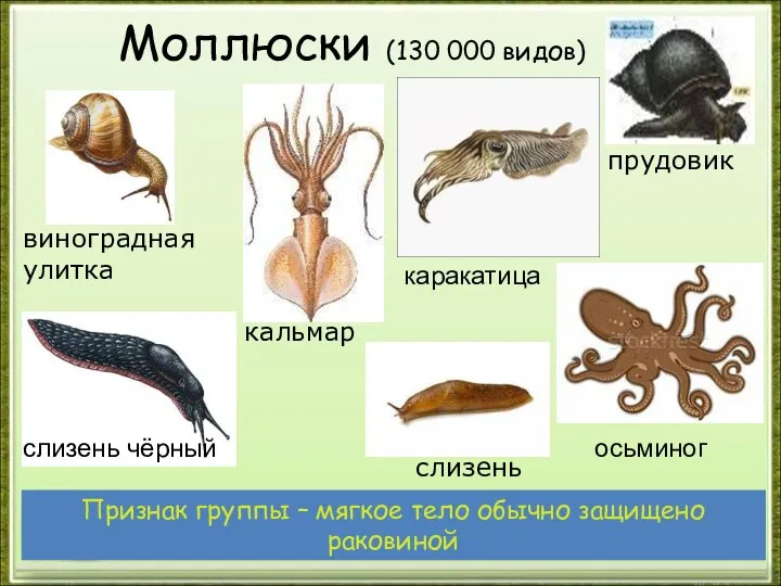 Моллюски (130 000 видов) виноградная улитка кальмар прудовик слизень чёрный