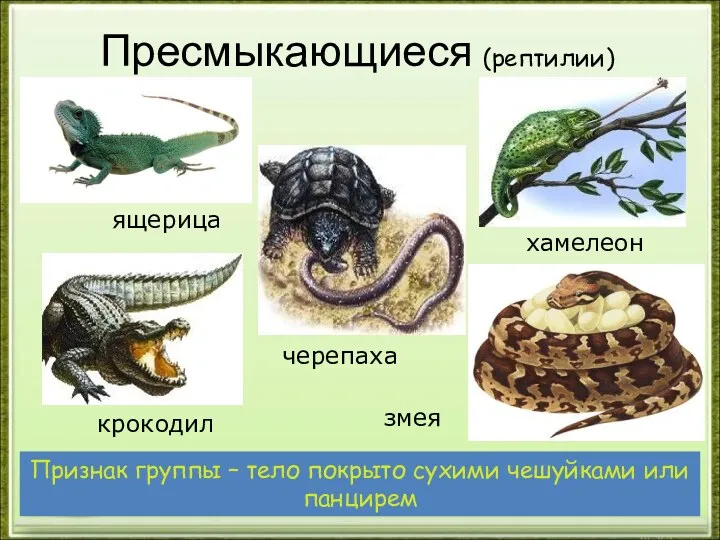 Пресмыкающиеся (рептилии) крокодил хамелеон черепаха змея ящерица Признак группы – тело покрыто сухими чешуйками или панцирем