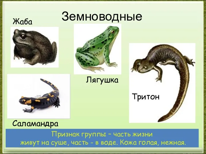 Земноводные Жаба Тритон Лягушка Признак группы – часть жизни живут