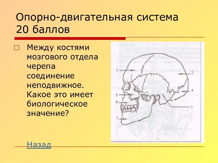 Опорно-двигательная система 20 баллов Между костями мозгового отдела черепа соединение