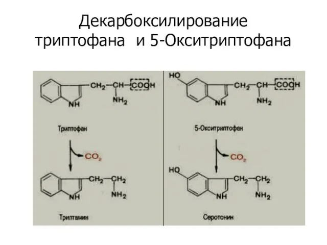 Декарбоксилирование триптофана и 5-Окситриптофана